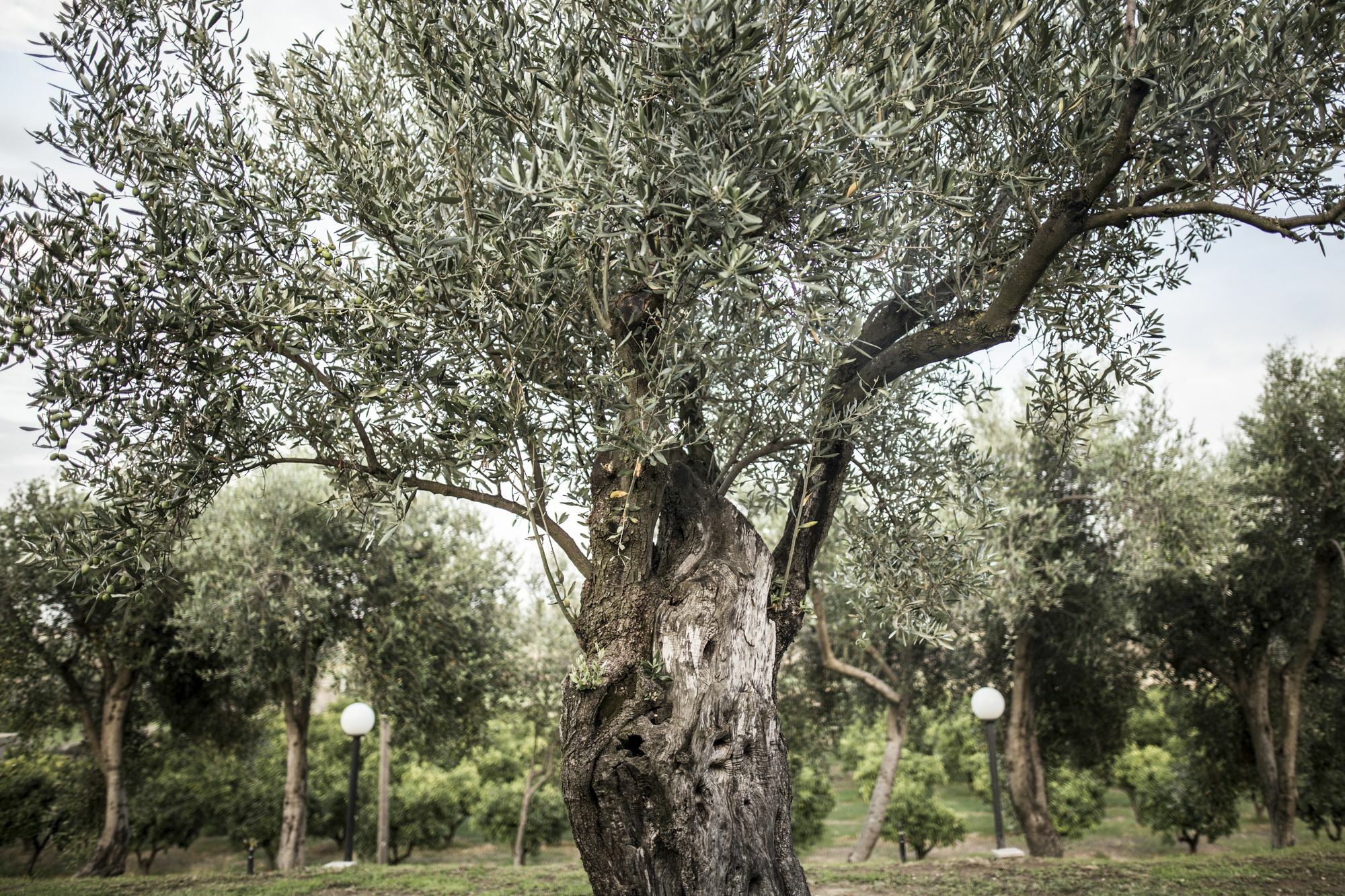 Agriturismo Il Giriatello Кротоне Экстерьер фото